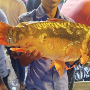 কারপু মাছ / টেবলেট মাছ