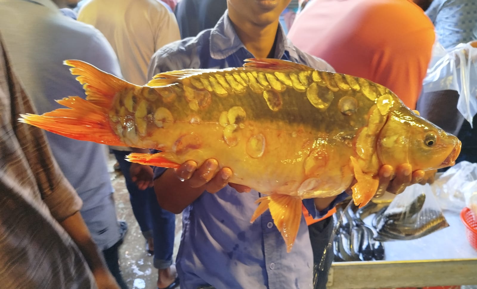 কারপু মাছ / টেবলেট মাছ