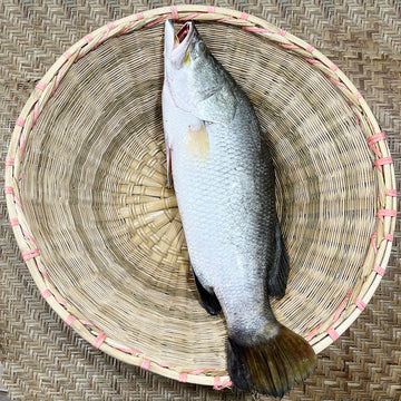ভেটকি মাছ / কোরাল মাছ – প্রিমিয়াম সি-ফিশ