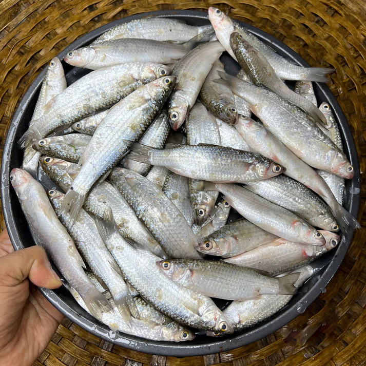 পেসশি মাছ — ফ্রেশ মাছের নির্ভরযোগ্য